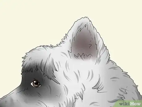 Image titled Identify a Cairn Terrier Step 3
