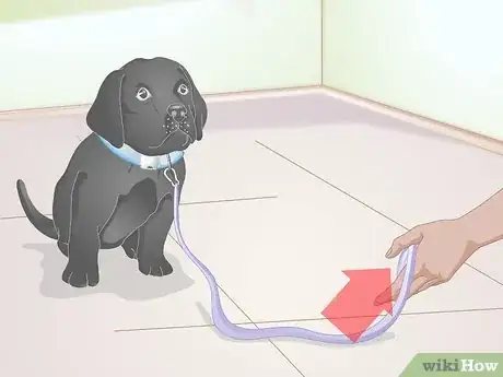 Image titled Get a Puppy Used to a Leash Step 11