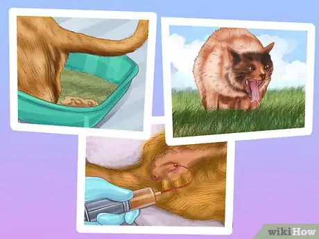 Image titled Treat Feline Intestinal Lymphoma Step 3