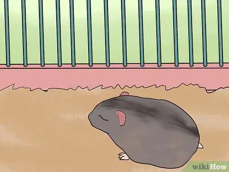 Image titled Set a Routine for Your Hamster Step 1
