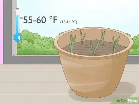 Image titled Force Daffodils Indoors Step 12