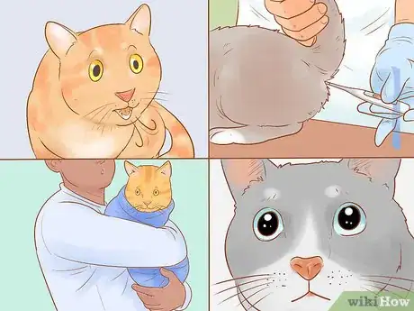 Image titled Diagnose and Treat Hypothermia in Cats Step 2