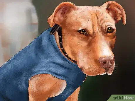 Image titled Keep Your Dog Safe in Extreme Weather Step 14