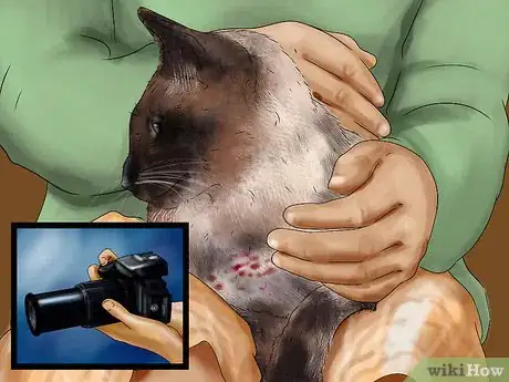Image titled Photograph Your Cat's Symptoms for the Vet Step 9