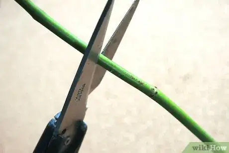 Image titled Buy Fresh Roses Step 7