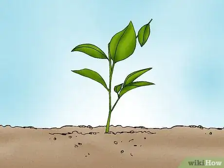 Image titled Grow a Peony in a Pot Step 10