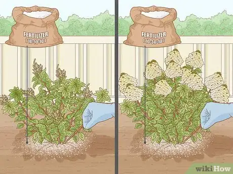 Image titled Care for Limelight Hydrangeas Step 10
