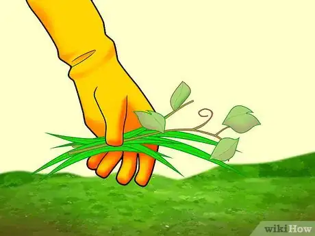 Image titled Plant Pine Trees Step 5