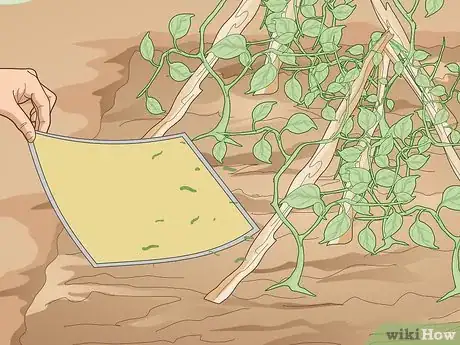Image titled Use Organic Pesticides for Gardening Step 14