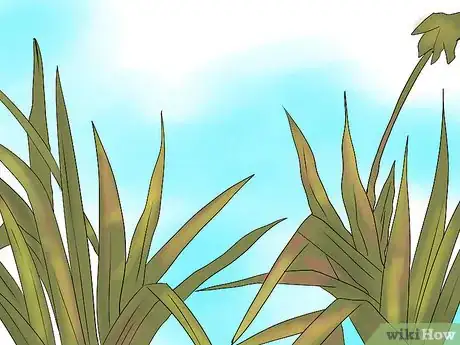 Image titled Keep Narcissus Bulbs After Flowering Step 15Bullet1