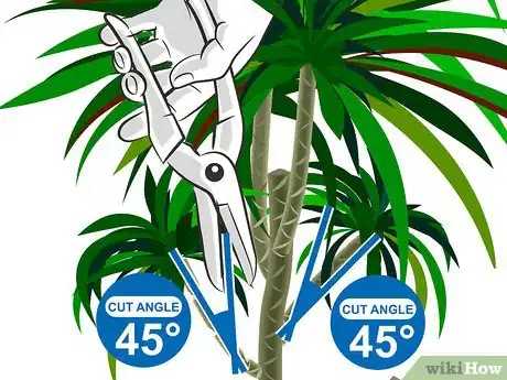 Image titled Prune Dracaena Step 10