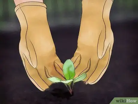 Image titled Plant a Fall Vegetable Garden Step 13