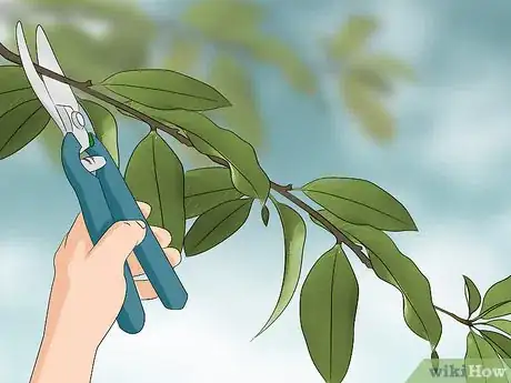 Image titled Grow Evergreen Trees Step 20