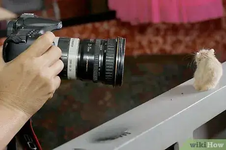 Image titled Make Cute Pictures of Your Hamster Step 11