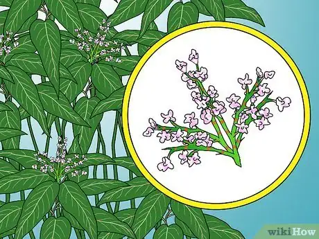 Image titled Identify Knotweed Step 29