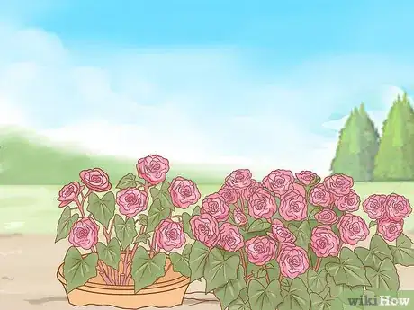 Image titled Grow Long Stem Roses at Home Step 5