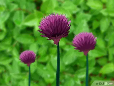 Image titled Choose Edible Flowers Step 2