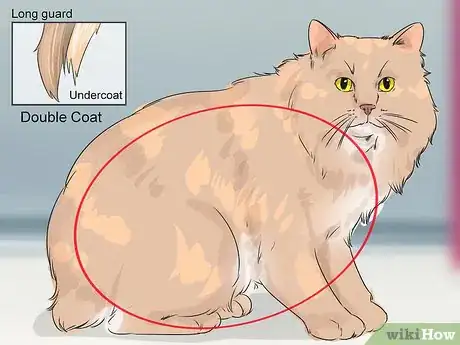 Image titled Identify a Cymric Cat Step 8