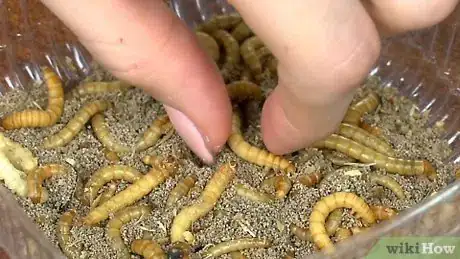 Image titled Feed a Leopard Gecko from Your Hand Step 1