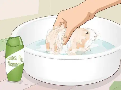 Image titled Prepare a Guinea Pig for Show Step 12
