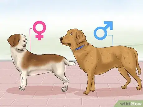 Image titled Become a Dog Show Judge Step 9