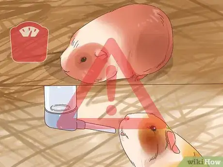 Image titled Handle Anorexia in Guinea Pigs Step 1