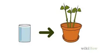 Grow Hydrangea from Cuttings