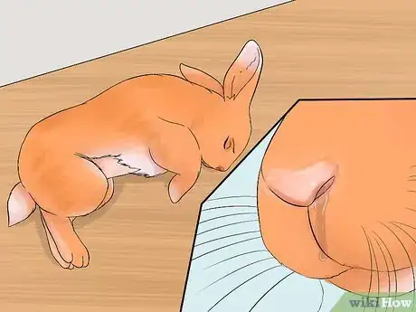 Image titled Care for Palomino Rabbits Step 15