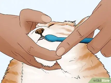 Image titled Care for an American Bobtail Cat Step 12