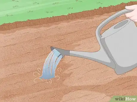 Image titled Grow Night Scented Stock Step 6