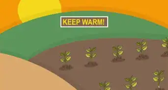 Grow a Chilli Plant from a Seed