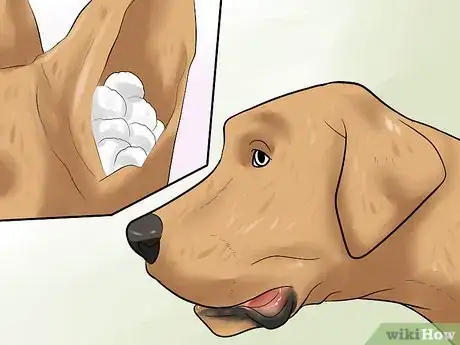 Image titled Bathe a Great Dane Step 5