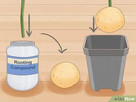 Image titled Breed Purple Roses Step 13