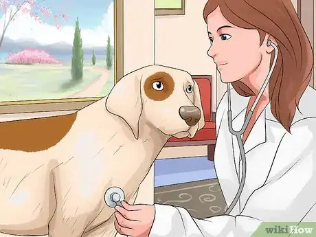 Image titled Prevent Dog Flu Step 5