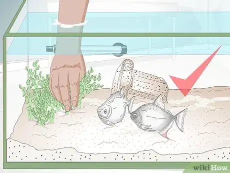 Image titled Have a Low Budget Fish Tank Step 11