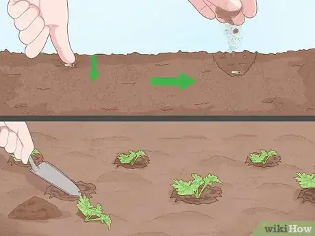 Image titled Grow Feverfew Step 7