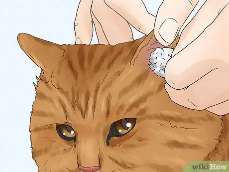 Image titled Care for an American Bobtail Cat Step 10