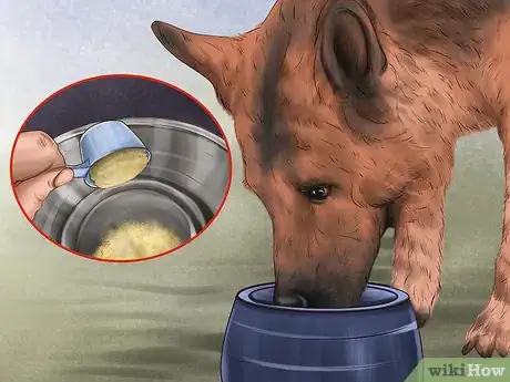 Image titled Treat Pancreatic Enzyme Deficiencies in German Shepherds Step 3