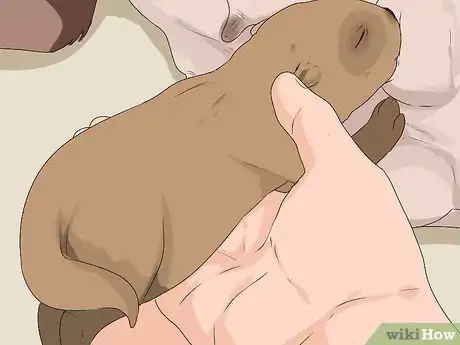 Image titled Ensure Passive Immunity in Newborn Puppies Step 3
