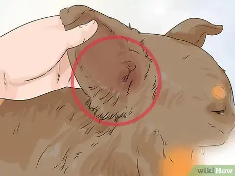 Image titled Groom a Greater Swiss Mountain Dog Step 15