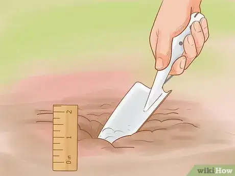 Image titled Grow Red Onions Step 8