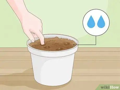 Image titled Propagate Hollyhocks Step 11