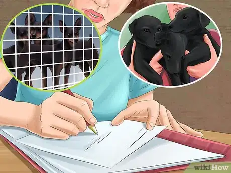 Image titled Choose a Minpin Step 9