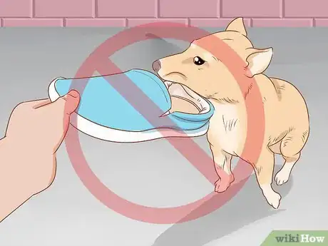 Image titled Prevent Your Chihuahua from Behaving Badly Step 3