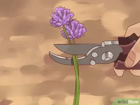 Image titled Grow Chives Step 4