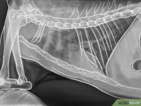 Image titled Diagnose and Treat Feline Toxoplasmosis Step 3