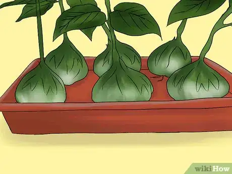 Image titled Overwinter Lily Bulbs Step 4