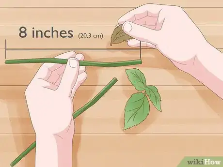 Image titled Breed Purple Roses Step 12