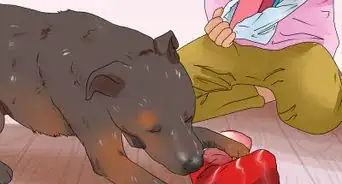 Fill a Dog's Stocking for Christmas