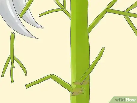 Image titled Grow a Pencil Tree (Euphorbia Tirucalli) Step 10